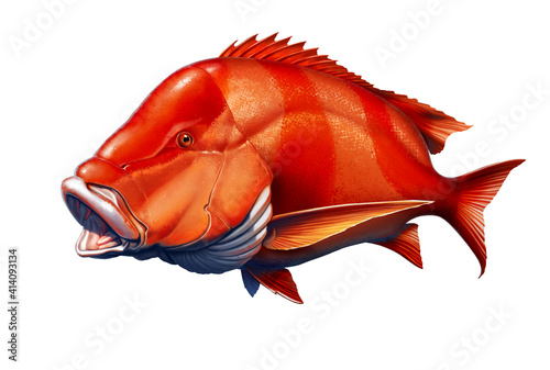 Red emperor snapper fish realistic illustration isolated. photo