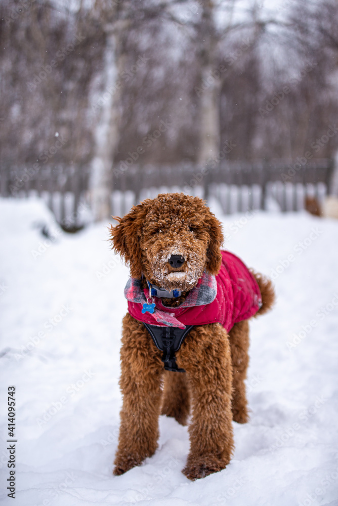 Cute brown golden doodle dog playing in the snow with coat