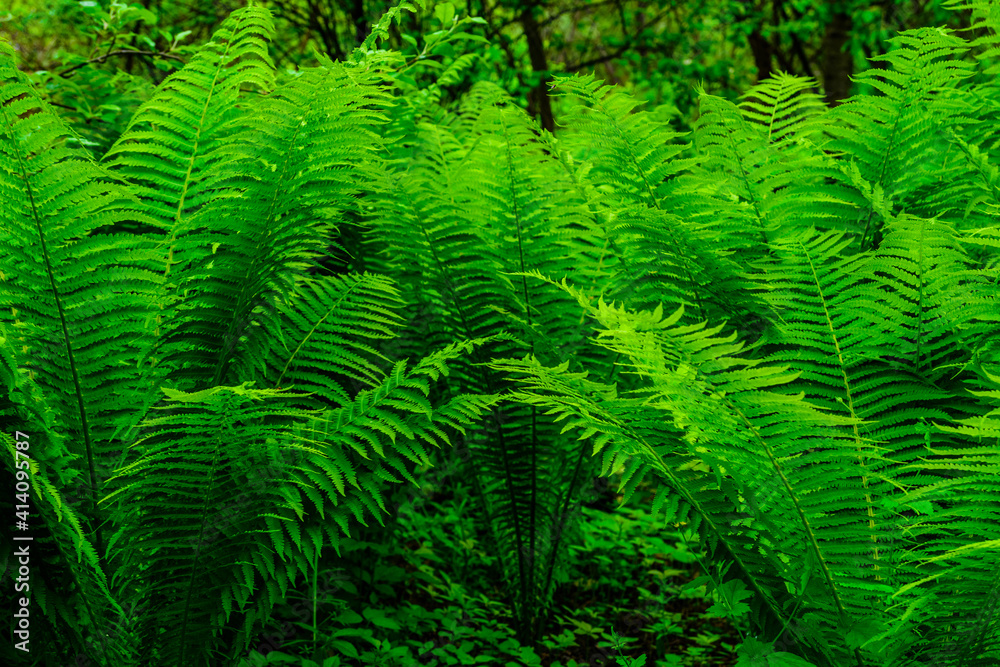 Green fern plants in the forest on spring