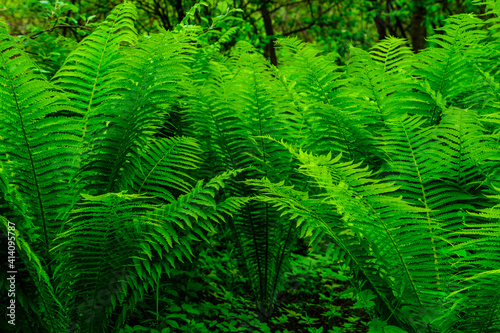 Green fern plants in the forest on spring