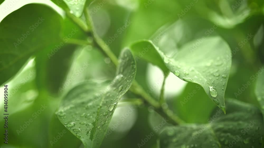 Raining Drops on fresh green leaf for nature background Raining Drops on fresh green leaf for nature background