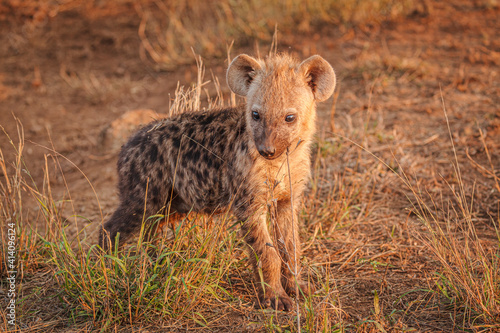 Young Spotted hyena (Crocuta crocuta) standing in long grass