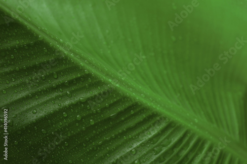 Fresh green banana leaf with water drops as background  closeup. Tropical foliage