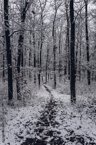 Winter forest. Path among trees © kalenchak