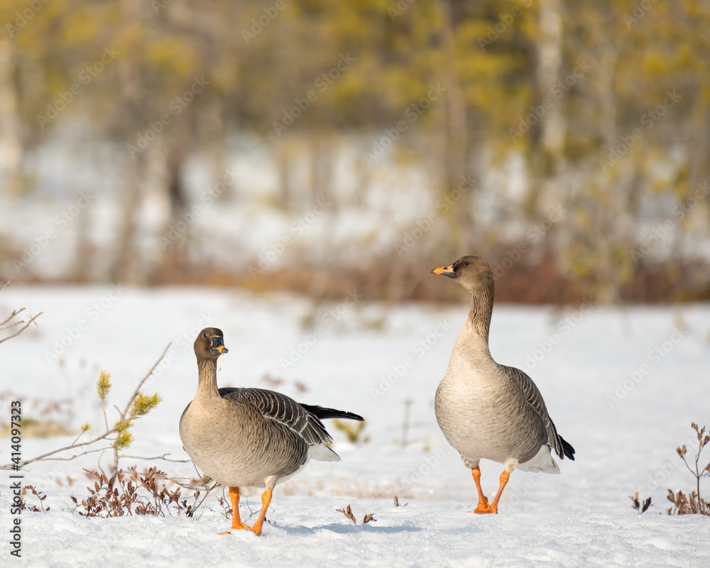 A pair of bean geese (Anser Fabalis) looking for something to eat during the migration A pair of bean geese (Anser Fabalis) looking for something to eat during the migration