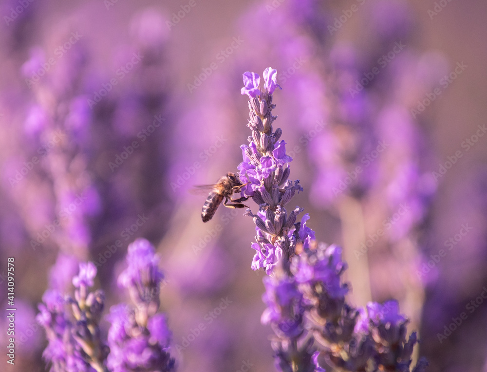 abeja volando en un campo de lavandas para hacer perfumes y aromas en boutiques, campos de lavanda en valensole, Francia abeja volando en un campo de lavandas para hacer perfumes y aromas en boutiques, campos de lavanda en valensole, Francia