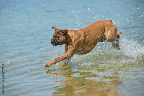 Boxer Dog jumps splashed in water