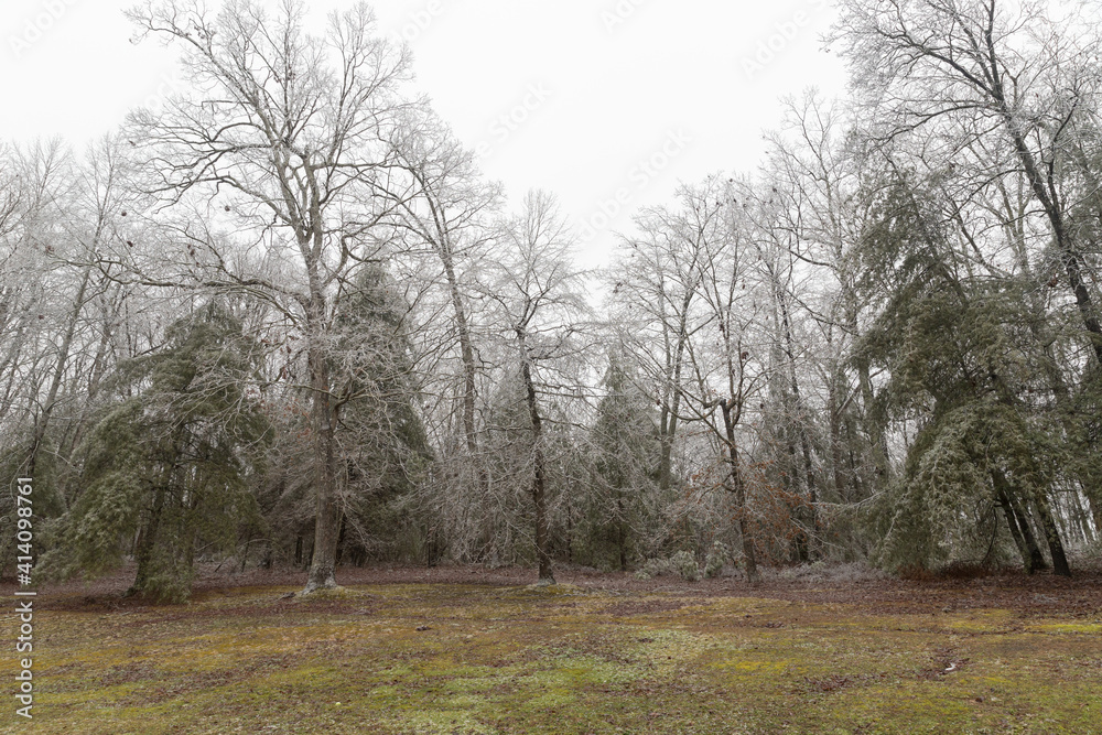 Ice covered tree limbs from an ice storm in February 2021 in Virginia. Icicles are forming from freezing rain. Ice covered tree limbs from an ice storm in February 2021 in Virginia. Icicles are forming from freezing rain.