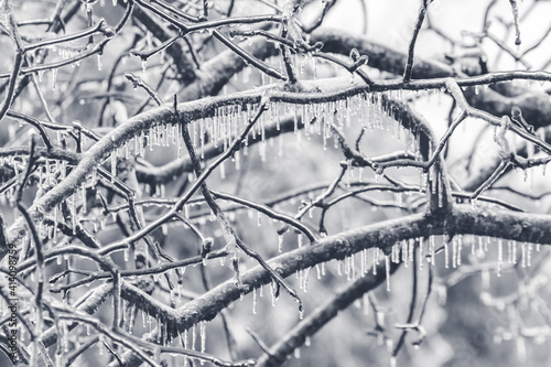 Tree branches covered in a glaze of ice from freezing rain the winter of 2021. The freezing rain forms ice and icicles on surface contact.