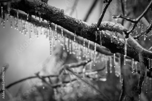 Tree branches covered in a glaze of ice from freezing rain the winter of 2021. The freezing rain forms ice and icicles on surface contact.