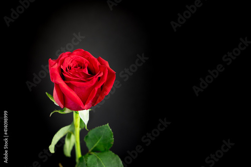 Fototapeta Naklejka Na Ścianę i Meble -  A single red rose on a dark black background.
