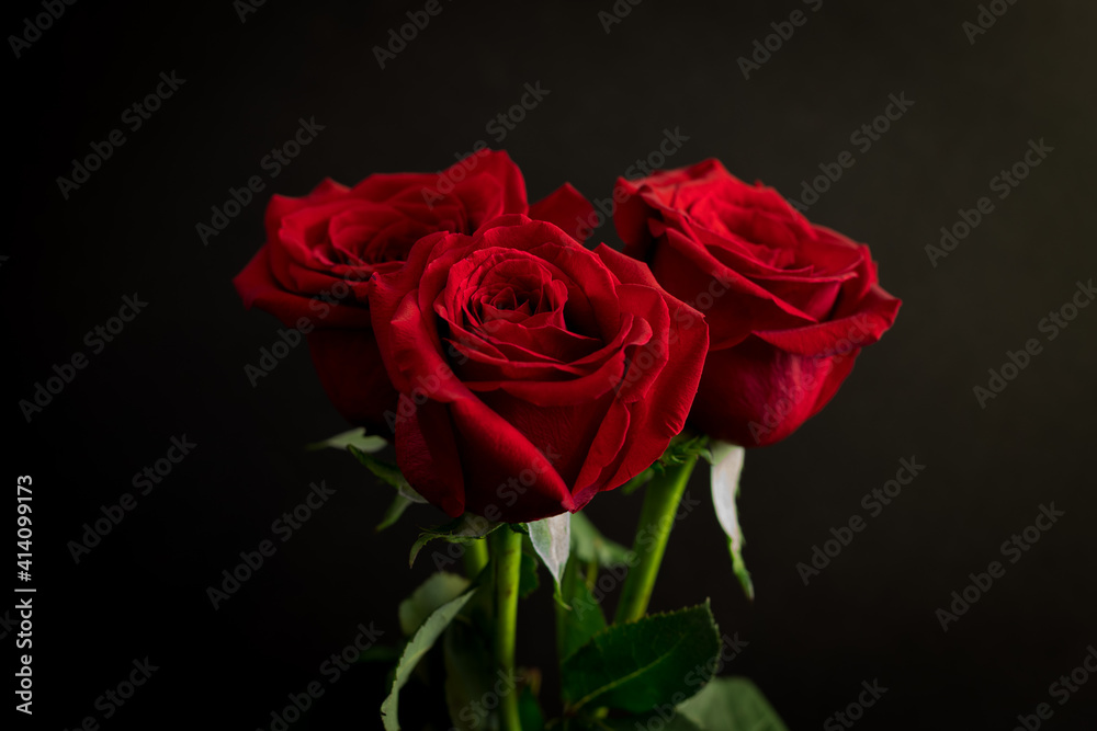 Three red roses on a dark background. Red roses are often given as a symbol of love on Valentine's Day. Three red roses on a dark background. Red roses are often given as a symbol of love on Valentine's Day.