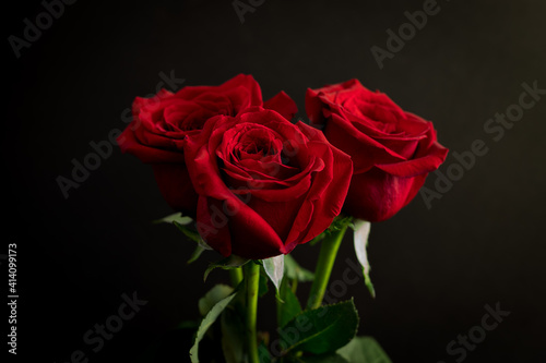 Three red roses on a dark background. Red roses are often given as a symbol of love on Valentine s Day.