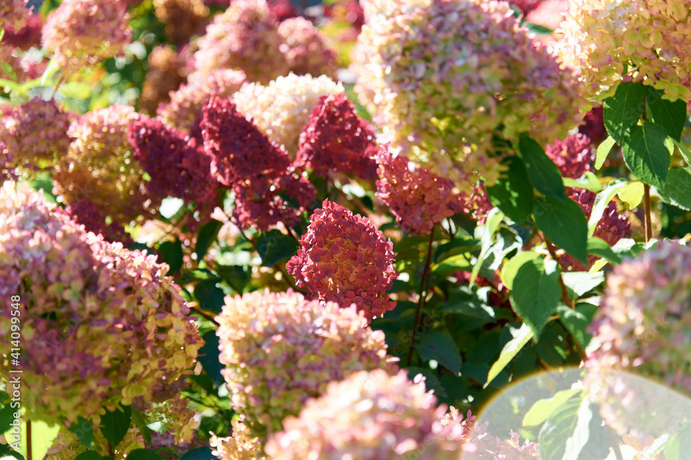 Pink flowers of hydrangea paniculata Vanilla Fraise in the garden. Spring time, summer sunny days. Postcard. Hydrangeas blooming. Blossom in garden. Selective focus, close up. Pink flowers of hydrangea paniculata Vanilla Fraise in the garden. Spring time, summer sunny days. Postcard. Hydrangeas blooming. Blossom in garden. Selective focus, close up.