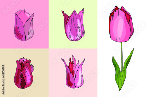 Set with different tulips. Various sorts