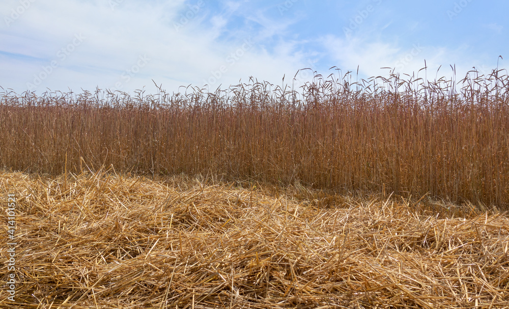 Fototapeta premium Bereits geerntetes, loses Stroh liegt auf einem Feld vor einer Reihe noch stehender Dinkelähren