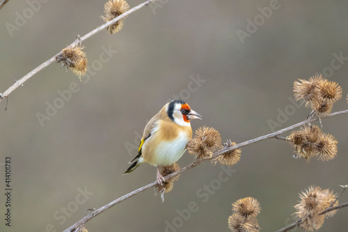 European goldfinch bird, Carduelis carduelis, perched eating seeds during Winter season