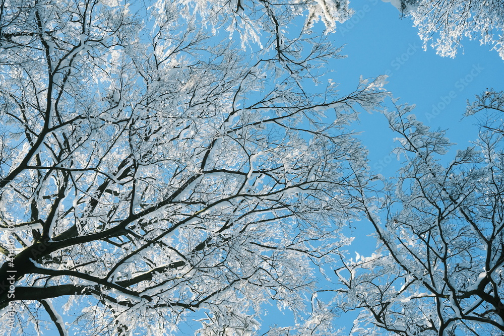 Verschneite Baumkronen und blauer Himmel