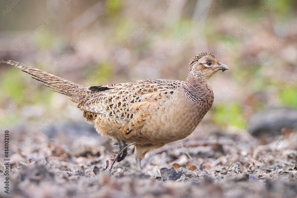 Pheasant female Phasianus colchicus scavenging in a dark forest Pheasant female Phasianus colchicus scavenging in a dark forest