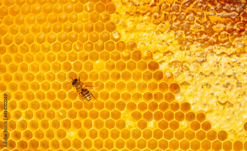 Beautiful honeycomb with bees close-up. A swarm of bees crawls through the combs collecting honey. Beekeeping, wholesome food for health. Beautiful honeycomb with bees close-up. A swarm of bees crawls through the combs collecting honey. Beekeeping, wholesome food for health.