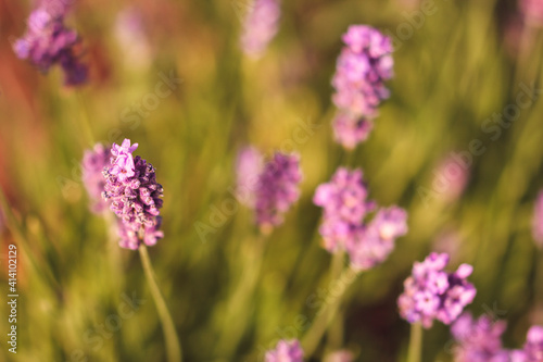 field of lavender  close up