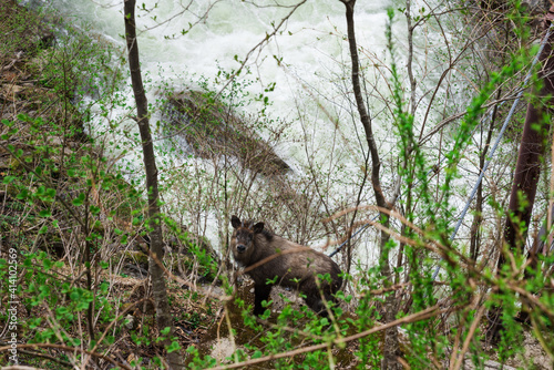 こちらを見つめるニホンカモシカと激しく水が流れる川 © tetsusan