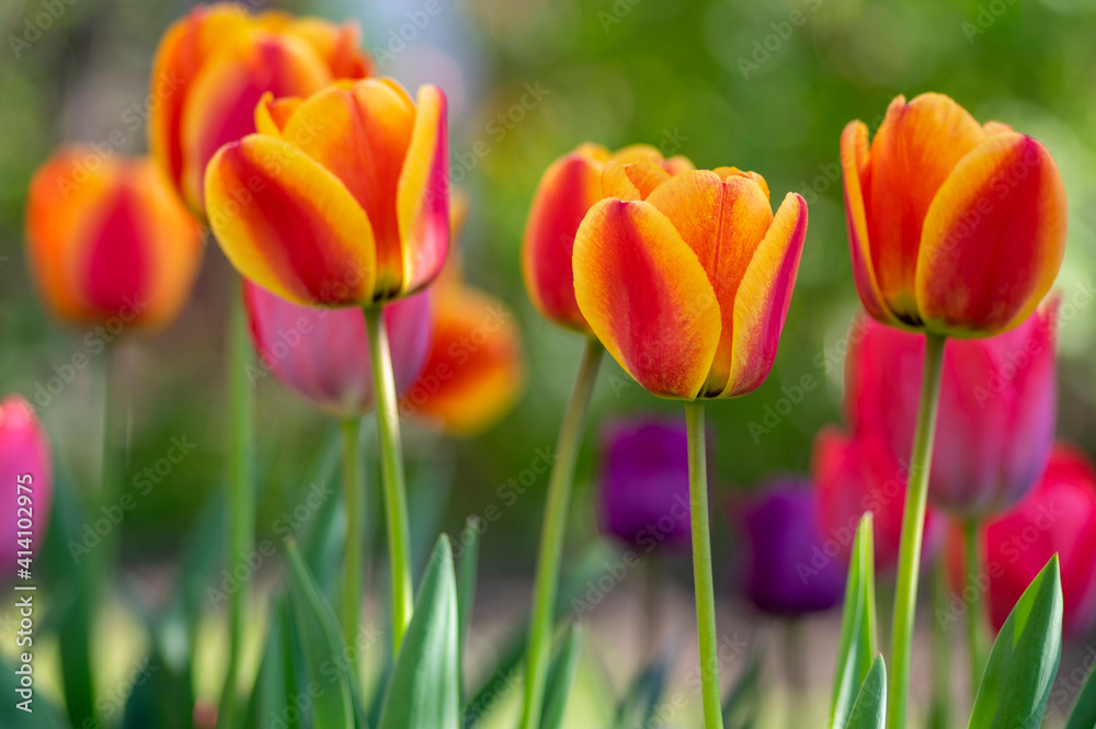 Amazing garden field with tulips of various bright rainbow color petals, beautiful bouquet of colors in sunlight daylight