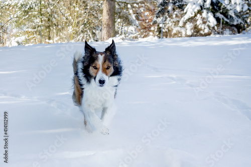 Border Collie im Schnee