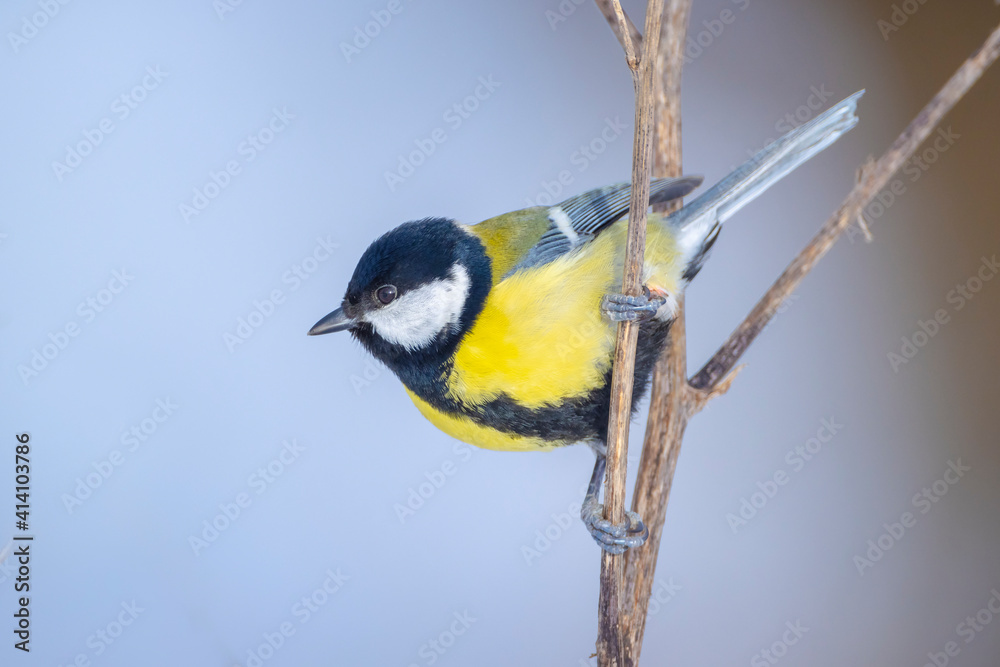 Obraz premium Great tit bird, Parus major, foraging in snow, beautiful cold Winter setting