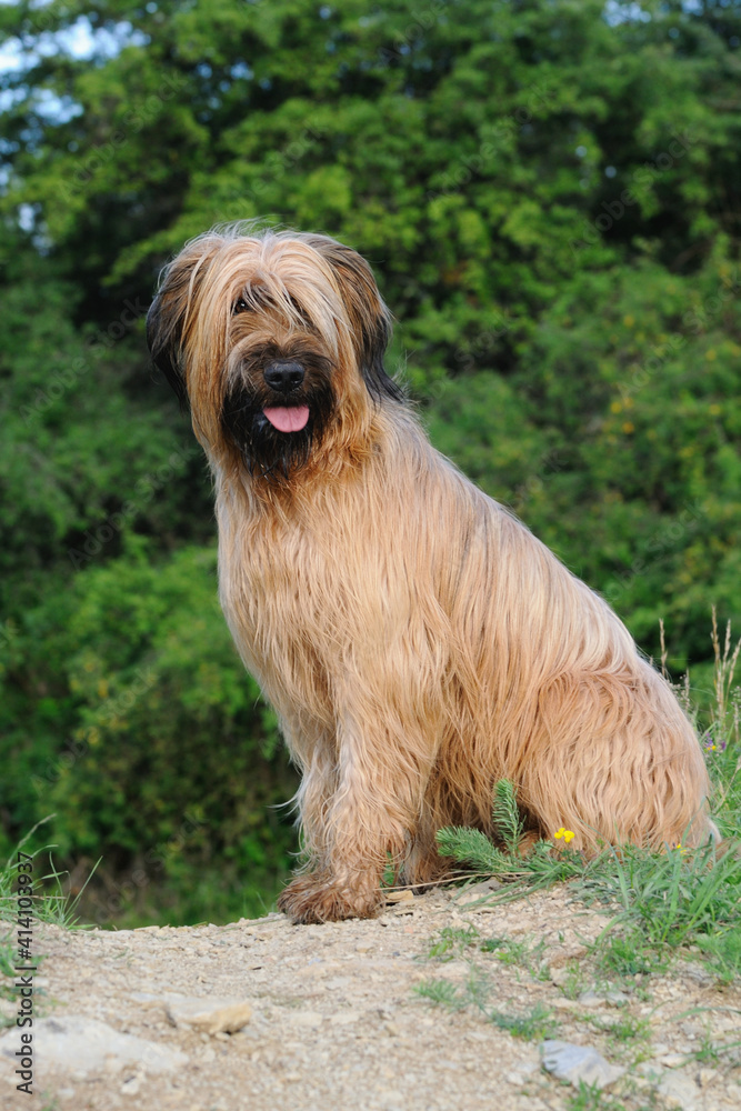briard Brie dog in meadow outdoor