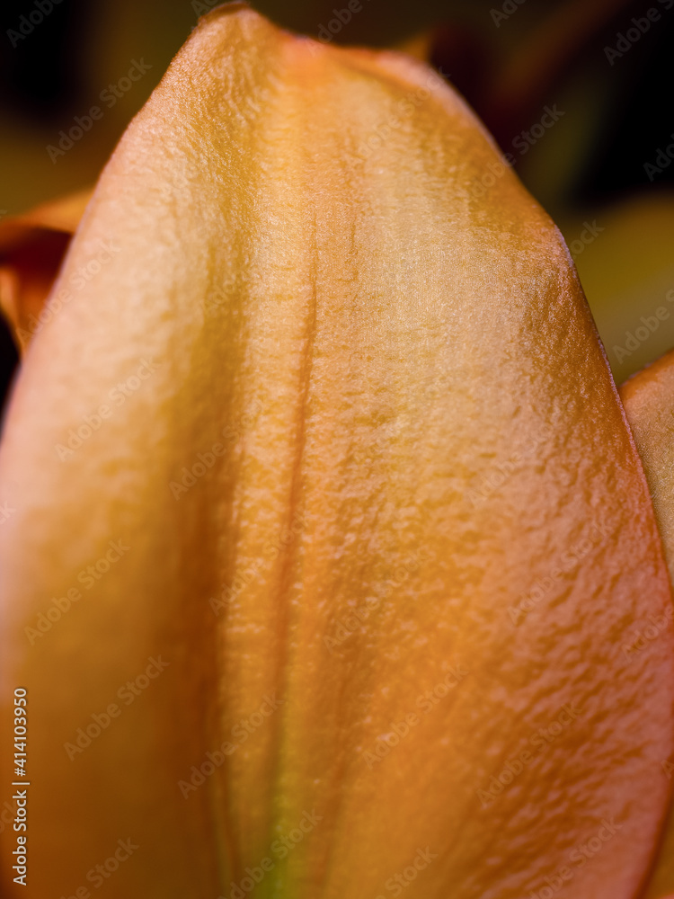 Fototapeta premium Close up of a flower petal