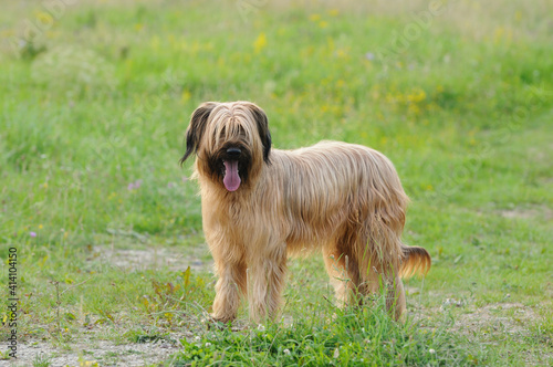 Fotografie briard Brie dog in meadow outdoor