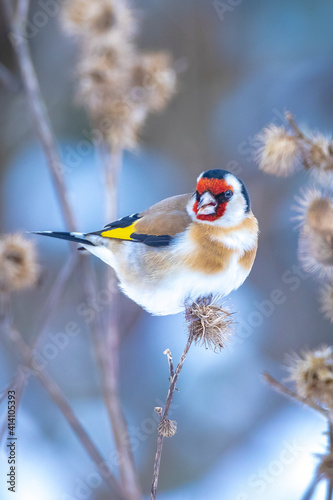 European goldfinch bird, Carduelis carduelis, perched eating seeds in snow during Winter season