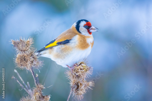 European goldfinch bird, Carduelis carduelis, perched eating seeds in snow during Winter season © Sander Meertins