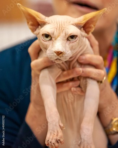 Foto Canadian Sphynx cat