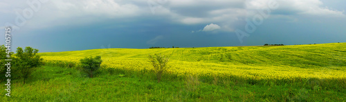 Panorama of rapeseed field in spring  against a stormy sky