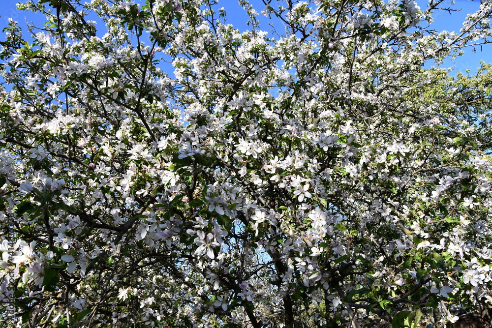 apple blosssom, цветение яблони