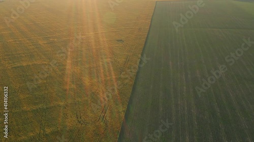 Wheat and sumflower field agriculture farm harvest crop cultivation eco organic sustainable enviroment ecology harvest industry growth rural outdoor countryside floral landscape drone aerial view photo