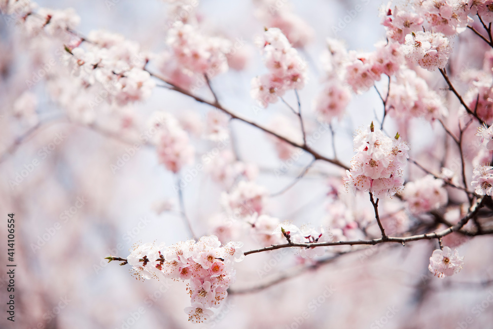 윤중로 벚꽃 축제