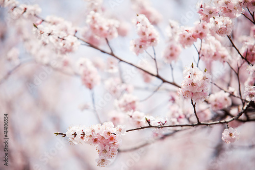 윤중로 벚꽃 축제