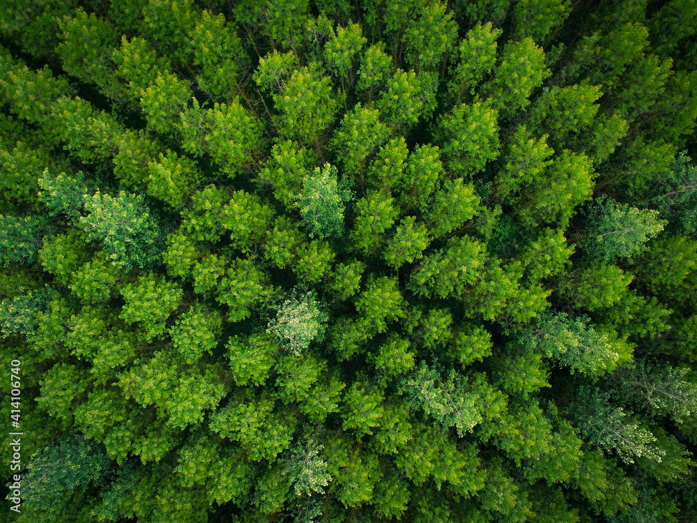Forest Trees from above Aerial view