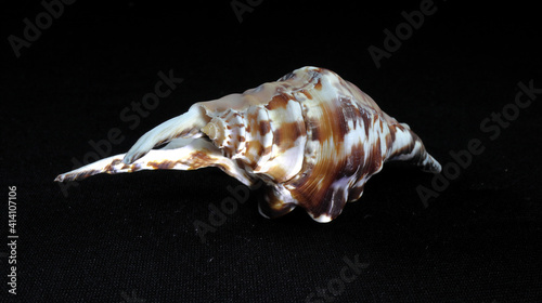 Sea shell colorful photo. Beautiful Hexaplex cichoreum isolated photo