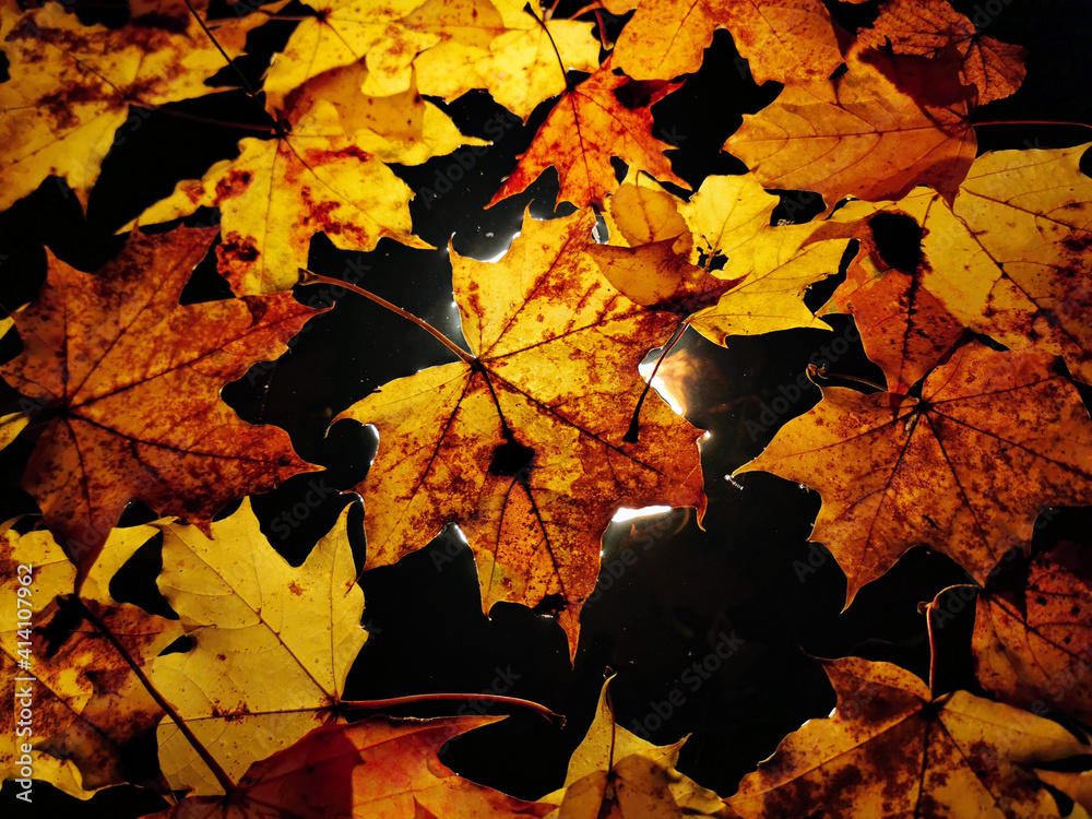 Fototapeta premium leaves on the water