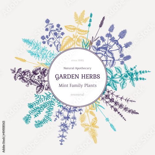 Mint plants wreath. Summer herbs retro design. Hand sketched aromatic and medicinal herbs background. Herbal tea ingredients. Mints in vintage style. 