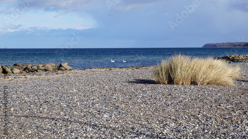 swans on the beach of Stege on the island Mon, Denmark, March photo