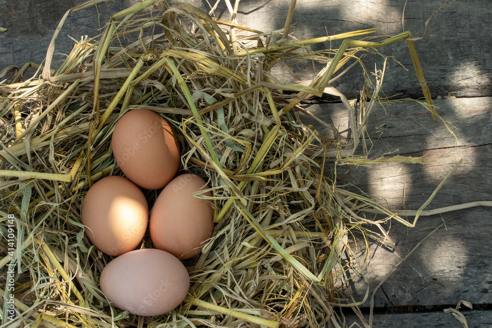 Eggs in the nest and the morning sun Organic farm concept and healthy food. Eggs in the nest and the morning sun Organic farm concept and healthy food.