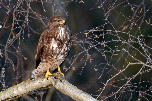 Common buzzard // Mäusebussard (Buteo buteo) photo