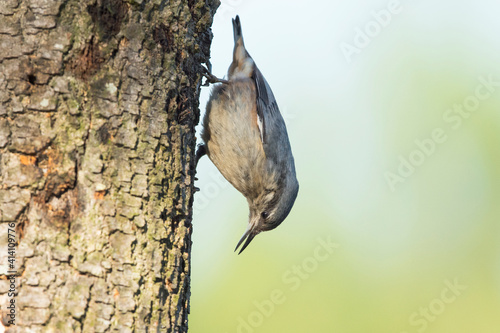 A Trepadeira-Azul é uma pequena e activa ave florestal, que pode ser observada a subir e descer afanosamenteos troncos de árvores sobre os quais se alimenta photo