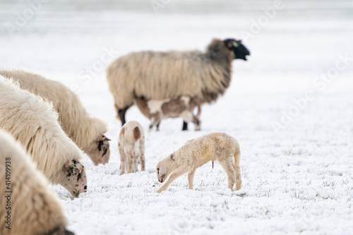Fototapeta Naklejka Na Ścianę i Meble -  Flock of white sheep with lambs, eating grass covered with snow. a newborn lamb that still has blood on its navel. Winter on the farm