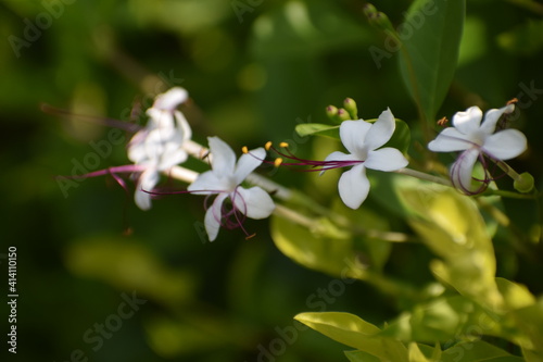 flowers of a lilac